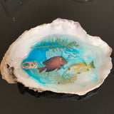 Fish Clam worlds